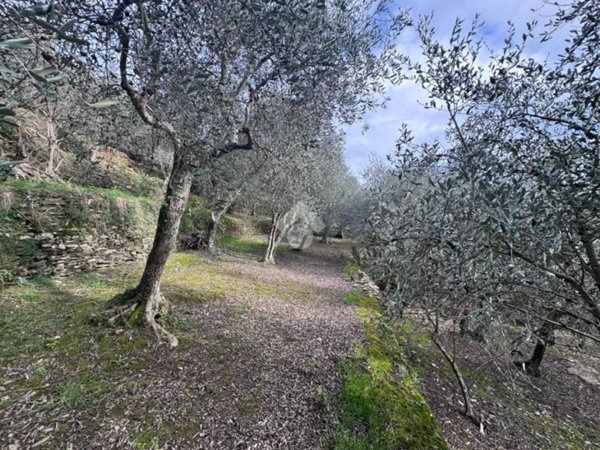 terreno agricolo in vendita a Chiavari in zona Sanguineto