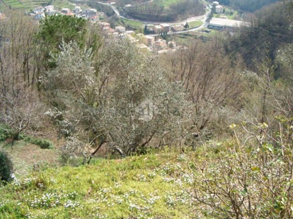 pentavano in vendita a Favale di Malvaro