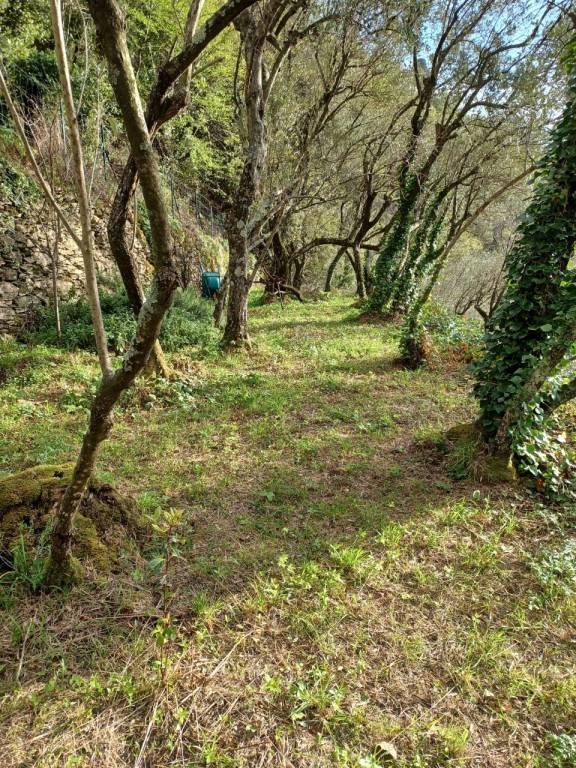 terreno agricolo in vendita a Genova in zona Nervi