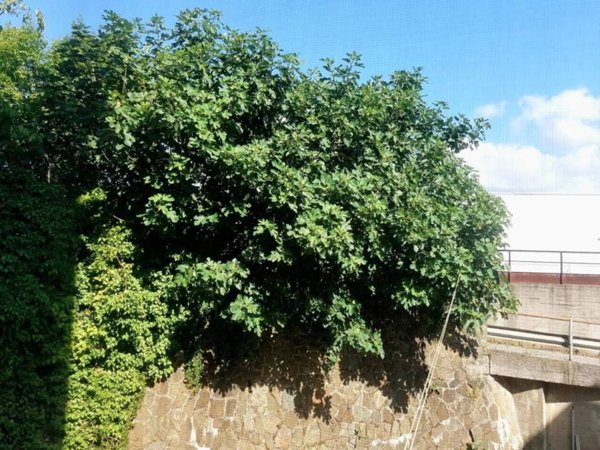 appartamento in vendita a Genova in zona Sampierdarena