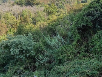 terreno agricolo in vendita a Genova in zona Bolzaneto
