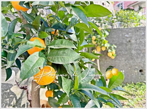 appartamento in vendita a Genova in zona Apparizione