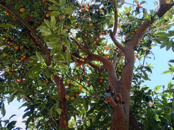 casa indipendente in vendita a Genova in zona Sestri Ponente