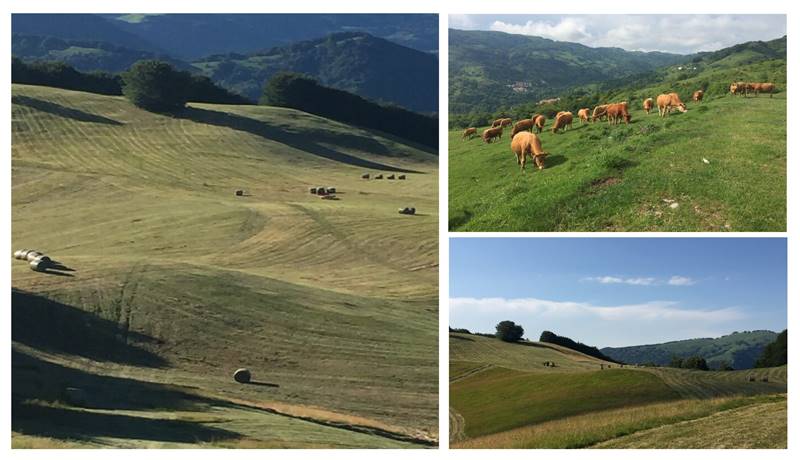azienda agricola in vendita a Genova