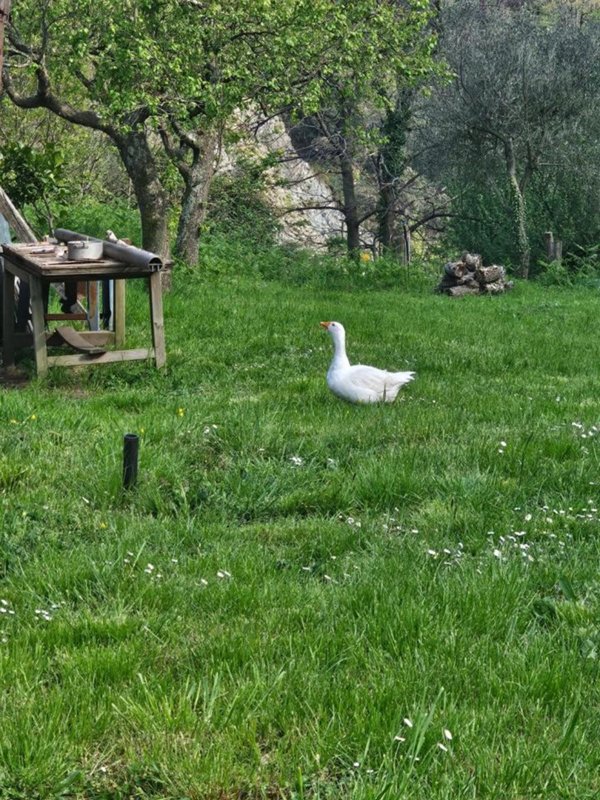 casale in vendita a Genova in zona Pegli
