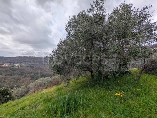 terreno agricolo in vendita a Genova in zona Molassana