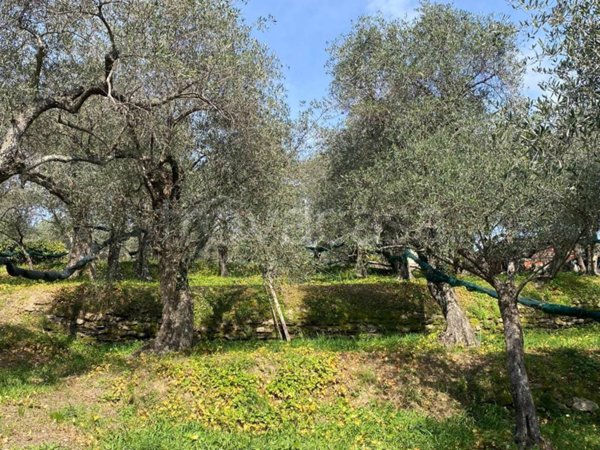 terreno agricolo in vendita a Lavagna