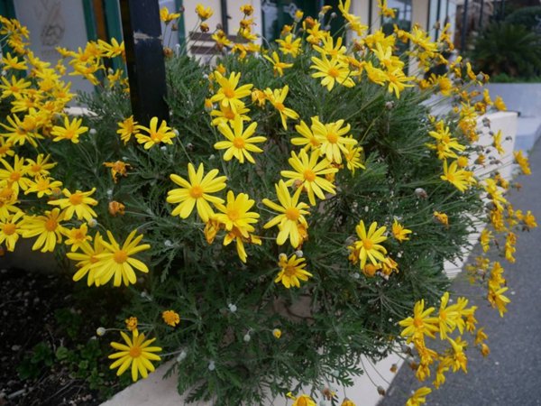 negozio in vendita a Lavagna