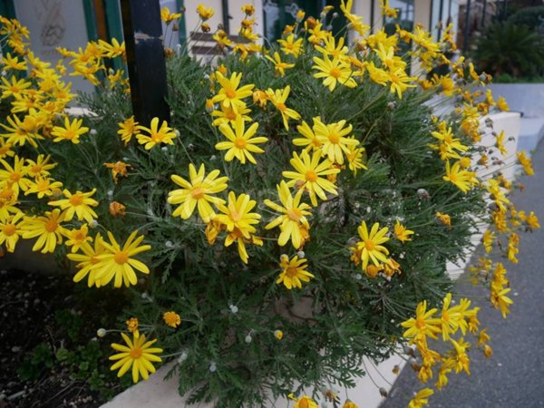 negozio in vendita a Lavagna