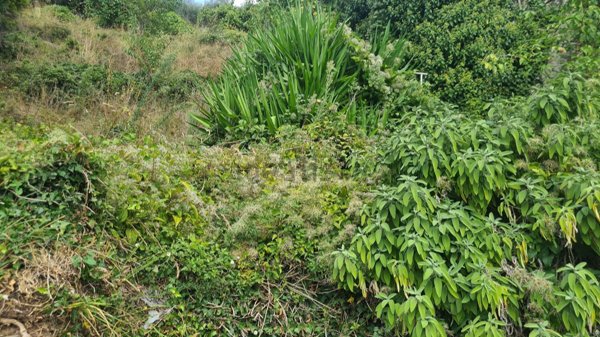 quadrivano in vendita a Lorsica