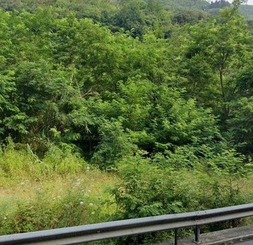 locale commerciale in vendita a Mezzanego