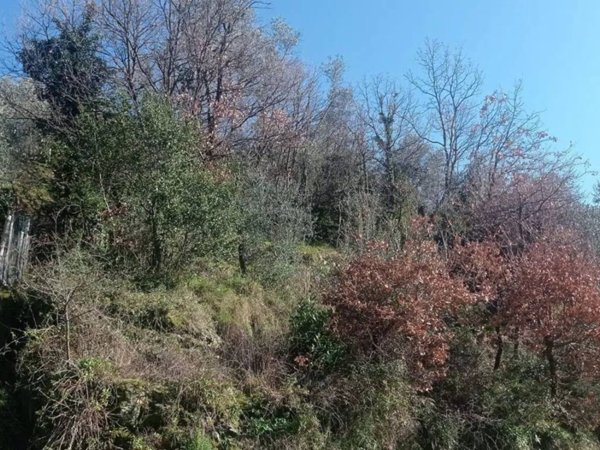 terreno edificabile in vendita a Moneglia in zona San Saturnino