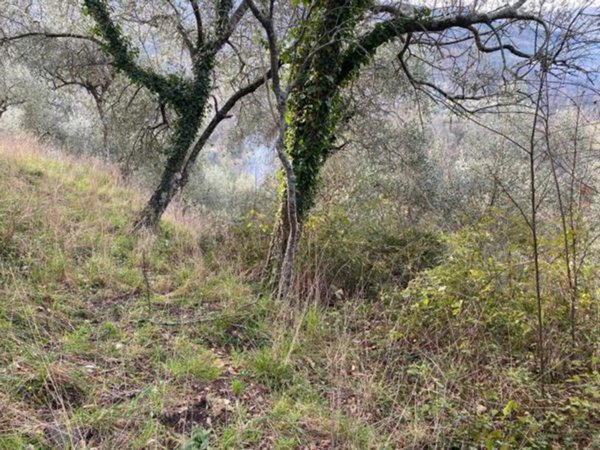 terreno agricolo in vendita a Ne
