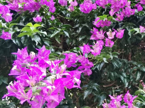 appartamento in vendita a Rapallo in zona San Michele di Pagana