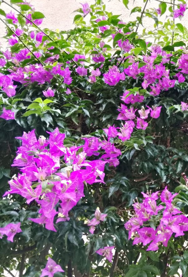 appartamento in vendita a Rapallo in zona San Michele di Pagana