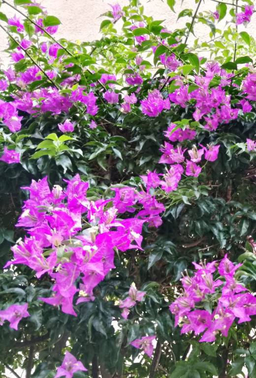 appartamento in vendita a Rapallo in zona San Michele di Pagana