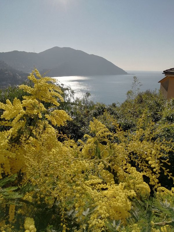 casa indipendente in vendita a Recco