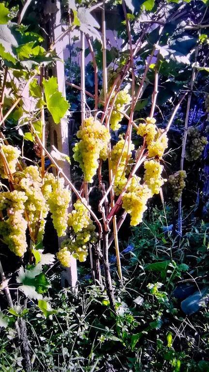 casa indipendente in vendita a Sant'Olcese in zona Manesseno