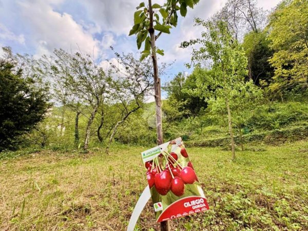 terreno agricolo in vendita a Sant'Olcese in zona Piccarello