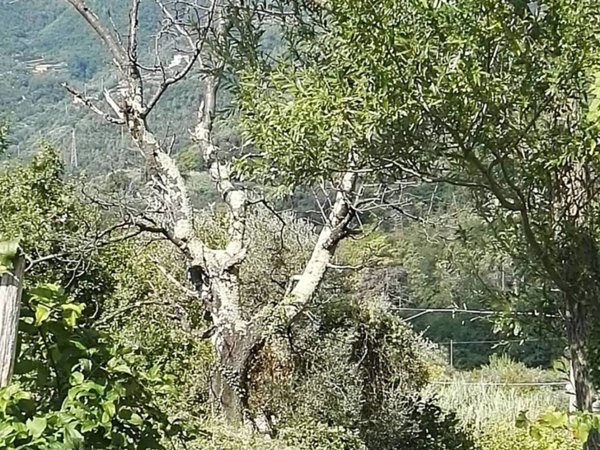 casa indipendente in vendita a Sestri Levante in zona Tassani