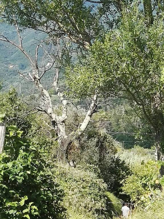 casa indipendente in vendita a Sestri Levante in zona Tassani