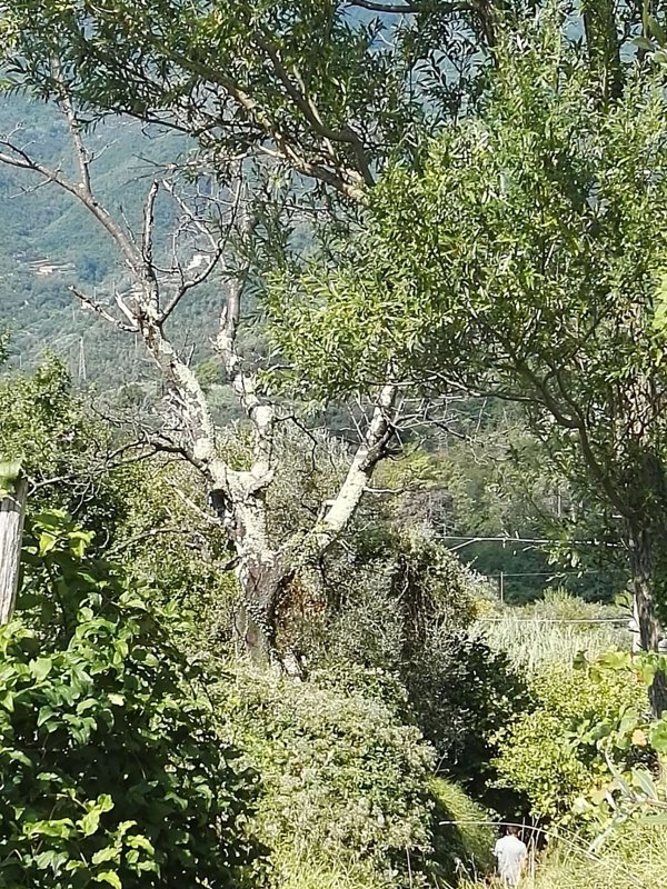 quadrivano in vendita a Sestri Levante in zona Tassani