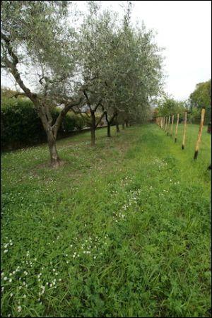 appartamento in vendita ad Ameglia in zona Cafaggio