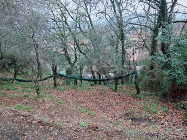 terreno agricolo in vendita ad Ameglia