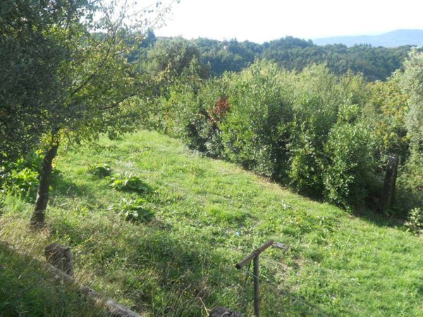 azienda agricola in vendita ad Ameglia