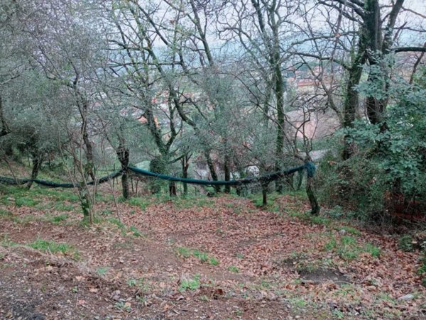 terreno agricolo in vendita ad Ameglia in zona Cafaggio
