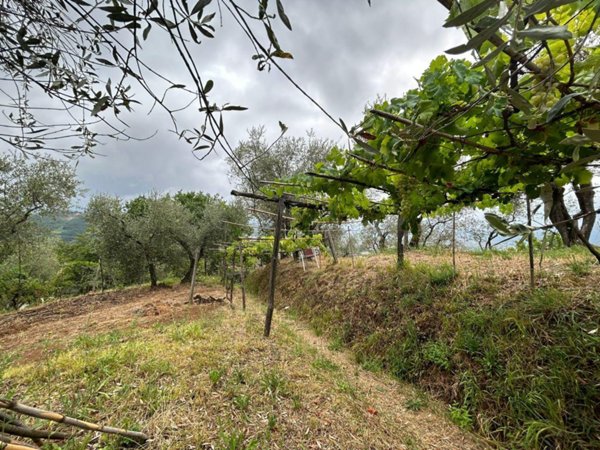 terreno agricolo in vendita ad Arcola in zona Trebiano