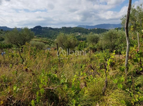 terreno agricolo in vendita ad Arcola