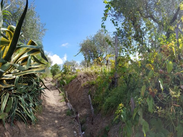 terreno agricolo in vendita ad Arcola