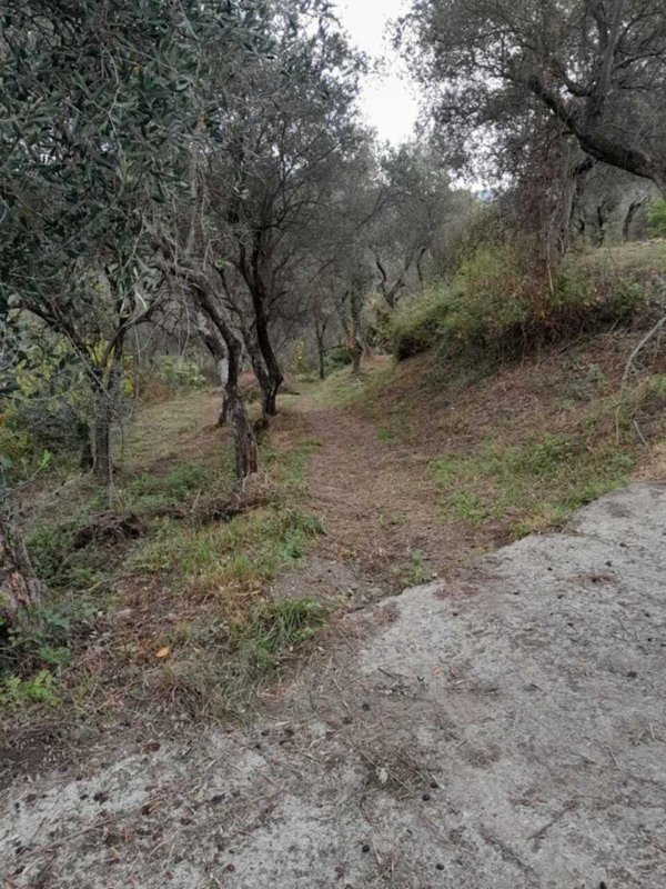 terreno agricolo in vendita ad Arcola