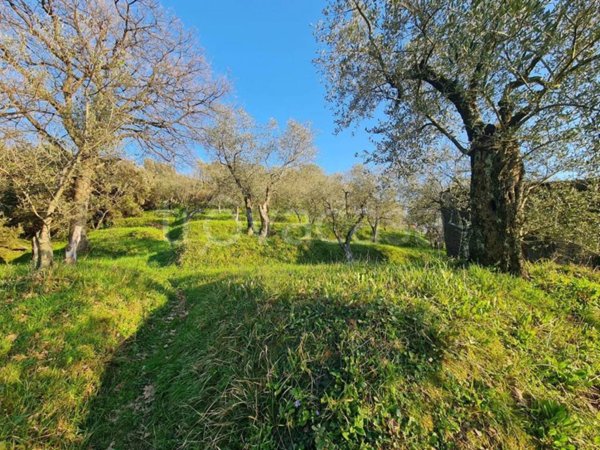 terreno agricolo in vendita ad Arcola in zona Trebiano