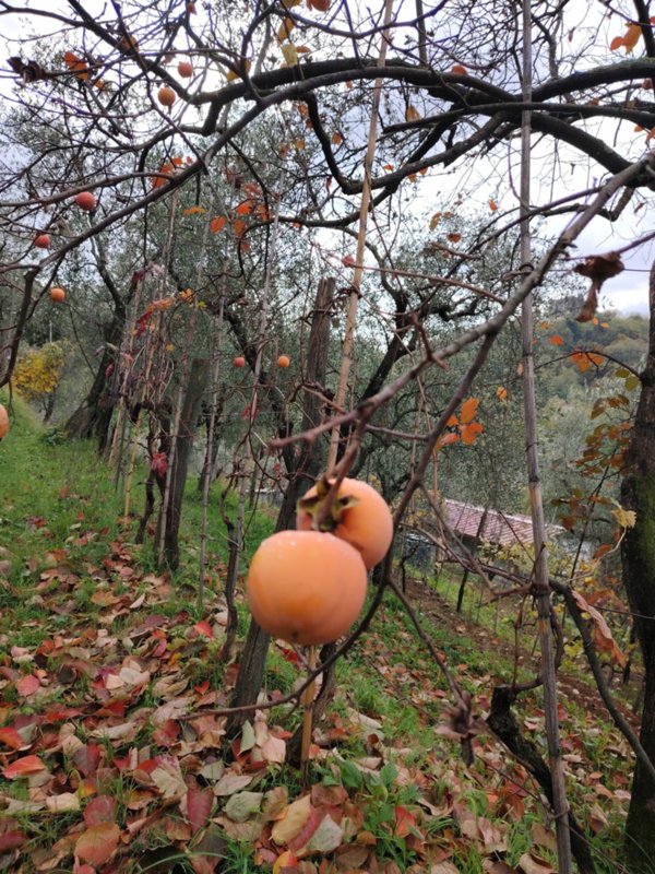 casa indipendente in vendita ad Arcola in zona Trebiano