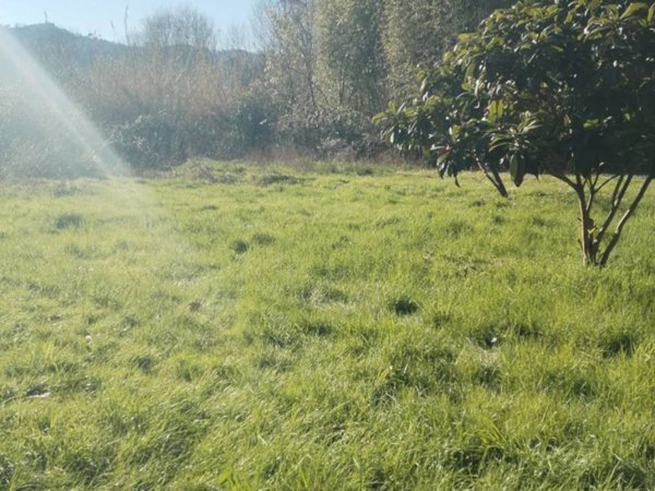 terreno agricolo in vendita a Bolano