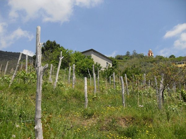 quadrivano in vendita a Bonassola