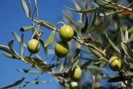 appartamento in vendita a Castelnuovo Magra