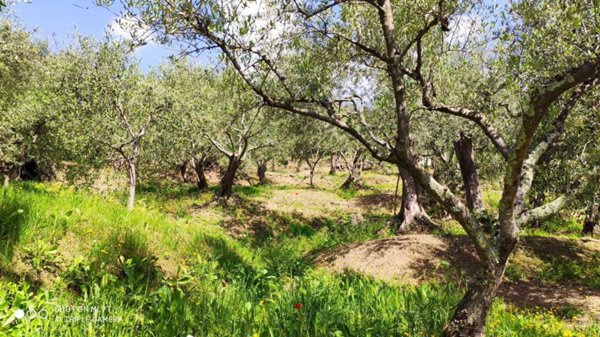 terreno agricolo in vendita a Castelnuovo Magra