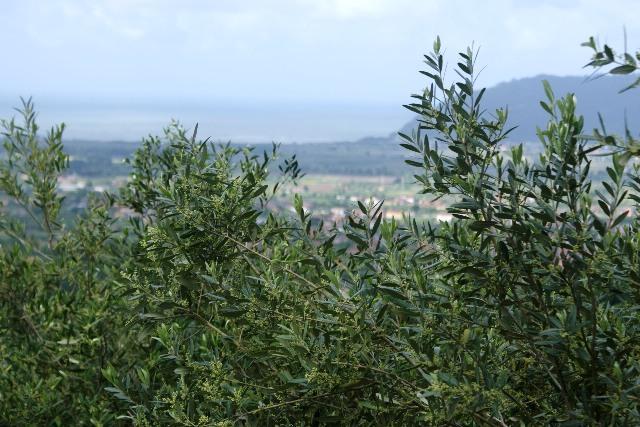terreno agricolo in vendita a Castelnuovo Magra