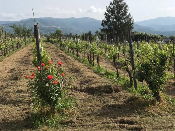 terreno agricolo in vendita a Castelnuovo Magra in zona Colombiera