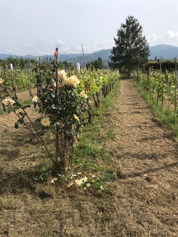 terreno agricolo in vendita a Castelnuovo Magra