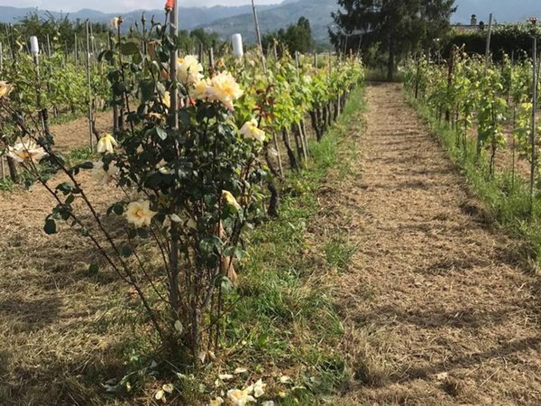 terreno agricolo in vendita a Castelnuovo Magra in zona Molicciara