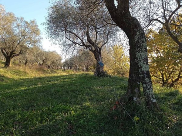 terreno agricolo in vendita a Castelnuovo Magra