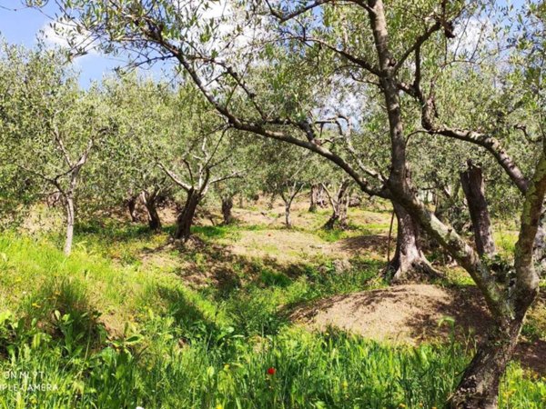 terreno agricolo in vendita a Castelnuovo Magra