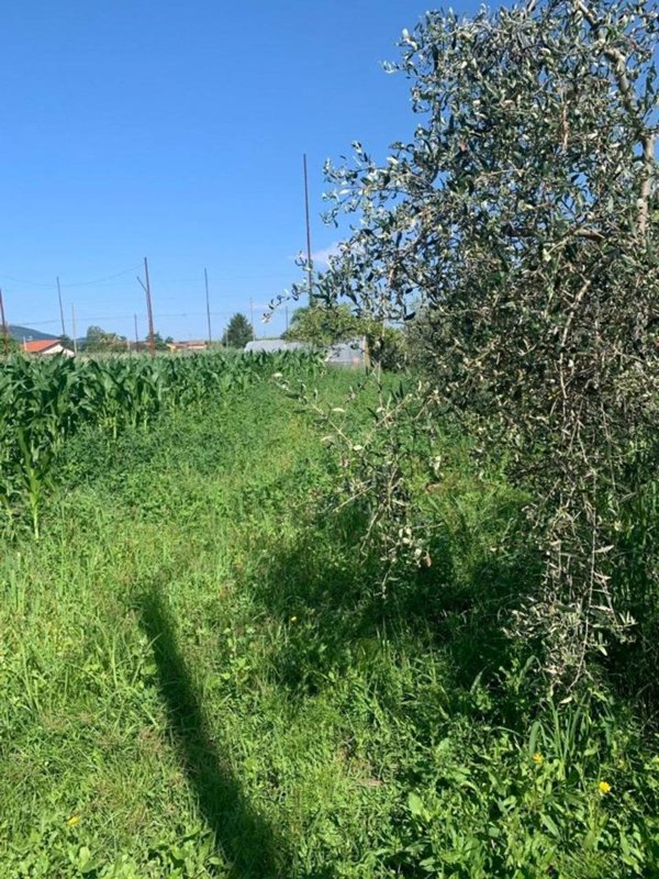 terreno agricolo in vendita a Castelnuovo Magra