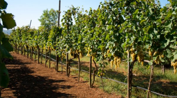 terreno agricolo in vendita a Castelnuovo Magra