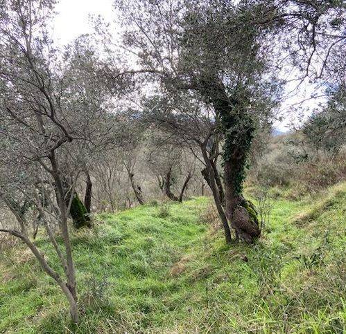terreno agricolo in vendita a Castelnuovo Magra