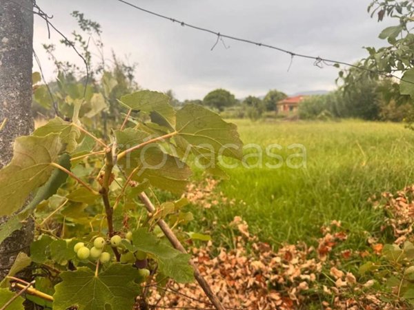 terreno agricolo in vendita a Castelnuovo Magra